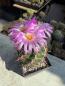 Preview: Thelocactus bicolor